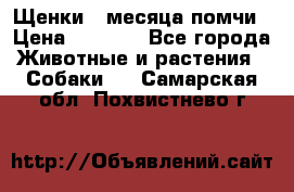 Щенки 4 месяца-помчи › Цена ­ 5 000 - Все города Животные и растения » Собаки   . Самарская обл.,Похвистнево г.